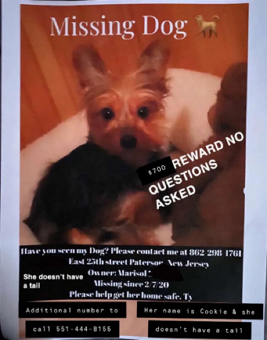 Lost dog in Paterson, NJ, 7514