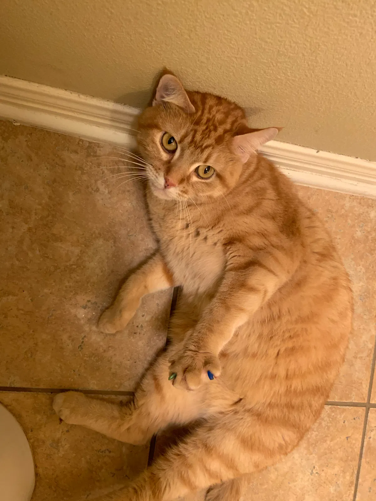 Found cat in Austin, TX, 78702