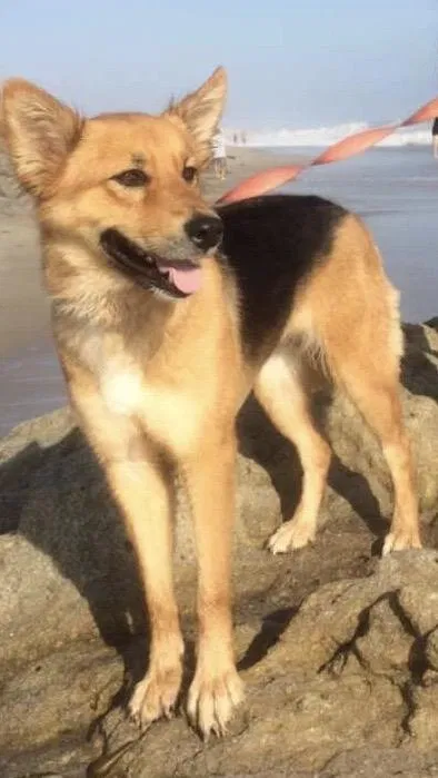 Lost dog in Montebello, CA, 90640