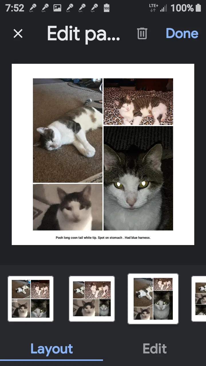 Lost cat in Okeechobee, FL, 42503