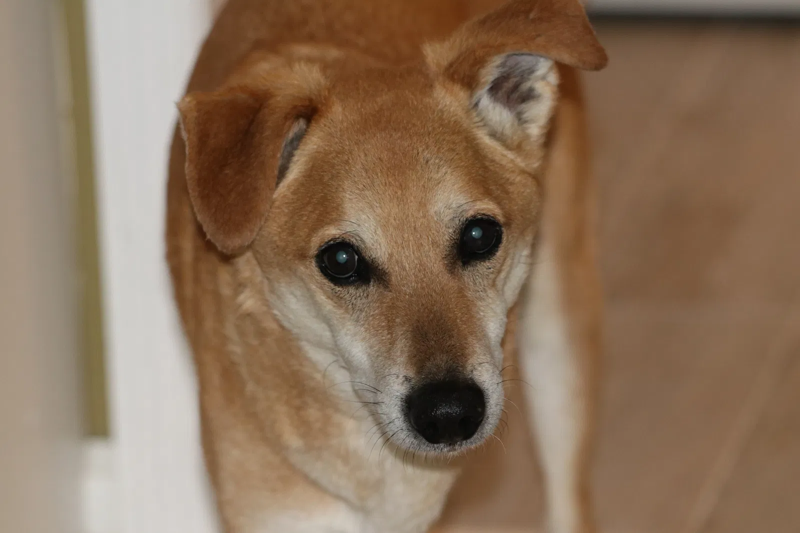 Lost dog in North Charleston, SC, 29418