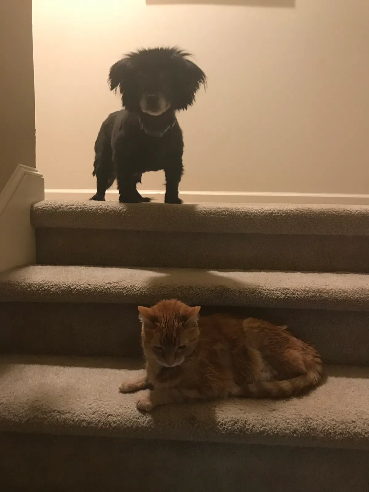 Lost dog in Cordova, TN, 38016