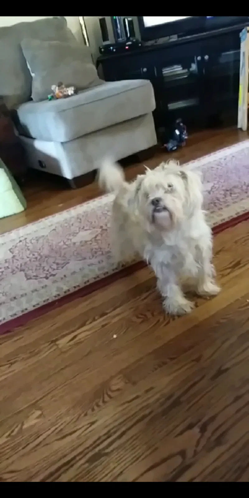 Lost dog in Saint Louis, MO, 63114