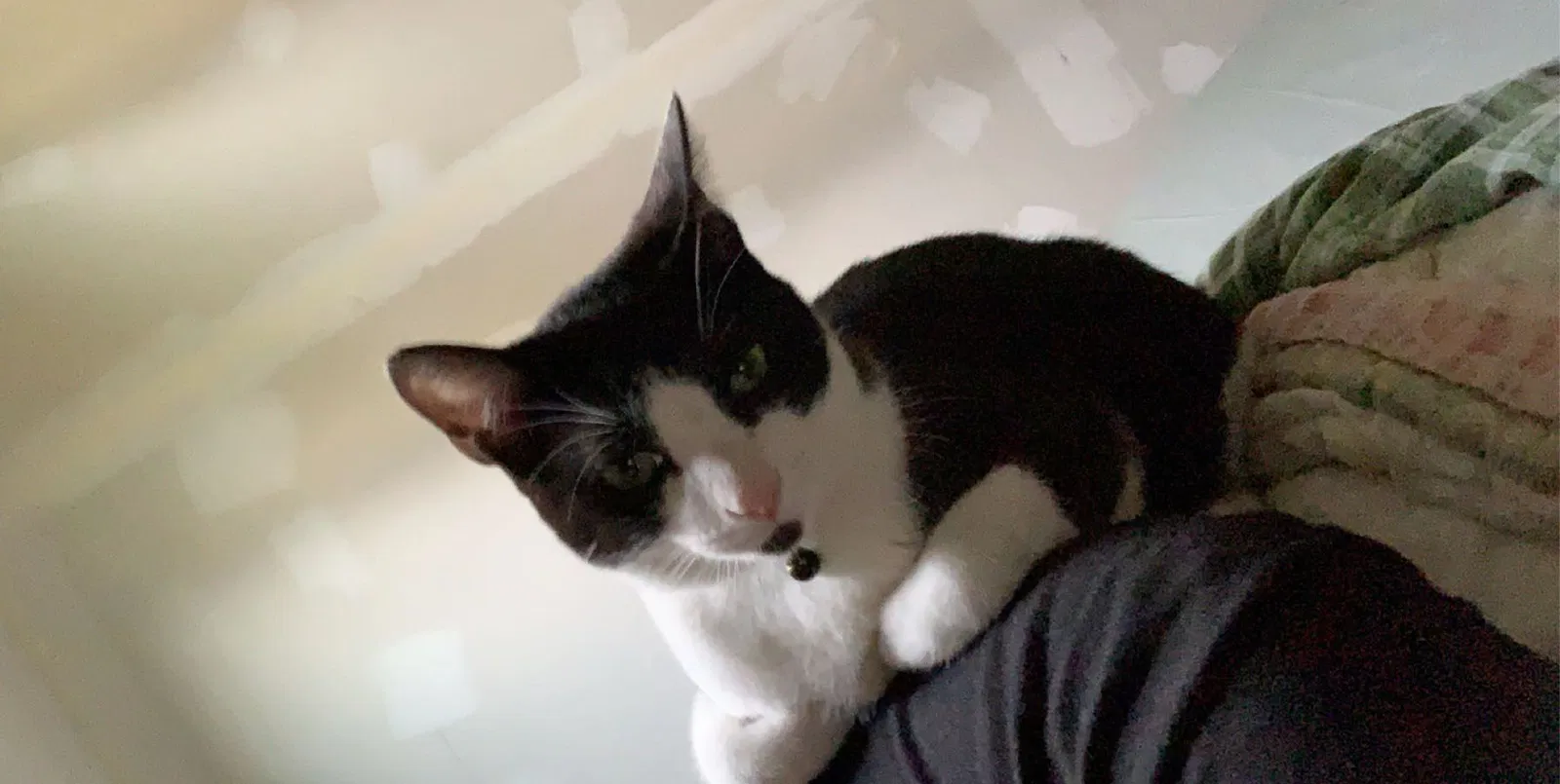 Lost cat in Sperry, OK, 74073