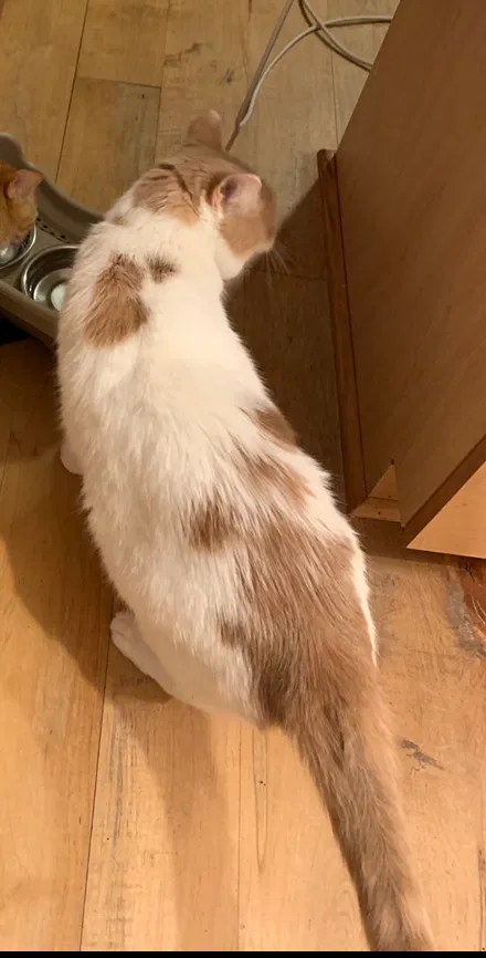 Lost cat in Richmond, VA, 23223