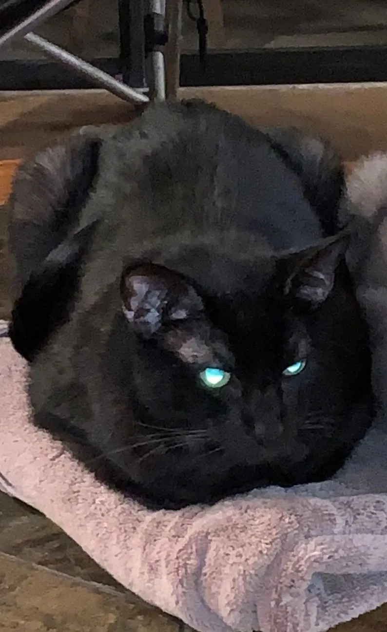 Lost cat in Clearwater, FL, 33761