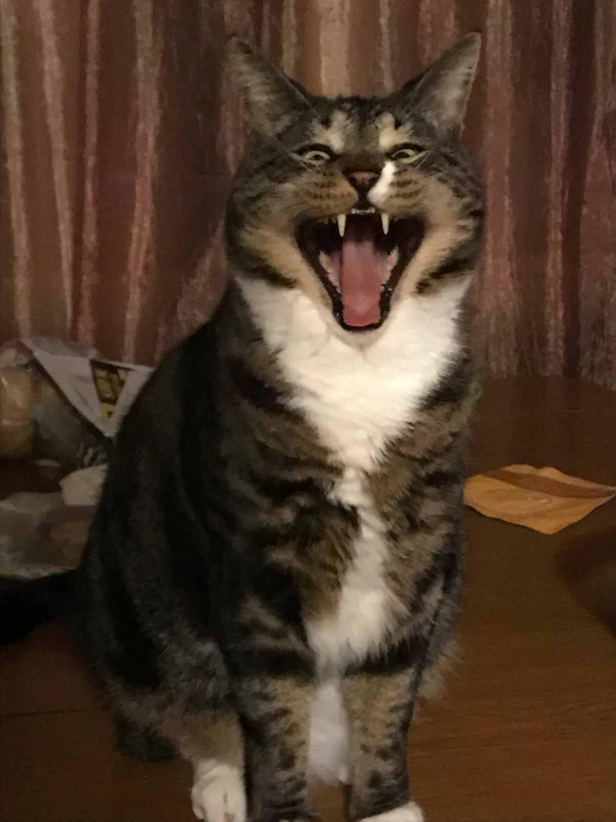 Lost cat in Plainville, CT, 6062