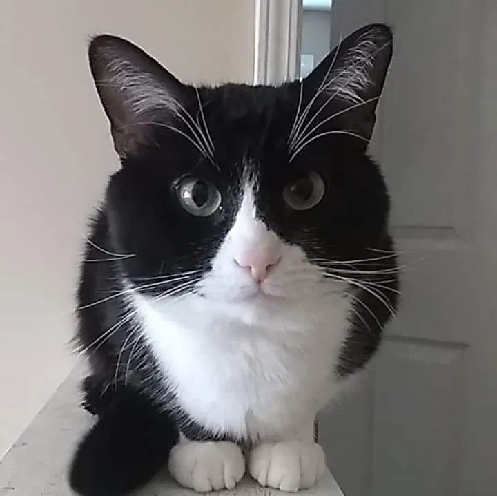 Lost cat in Lawrenceville, GA, 30043
