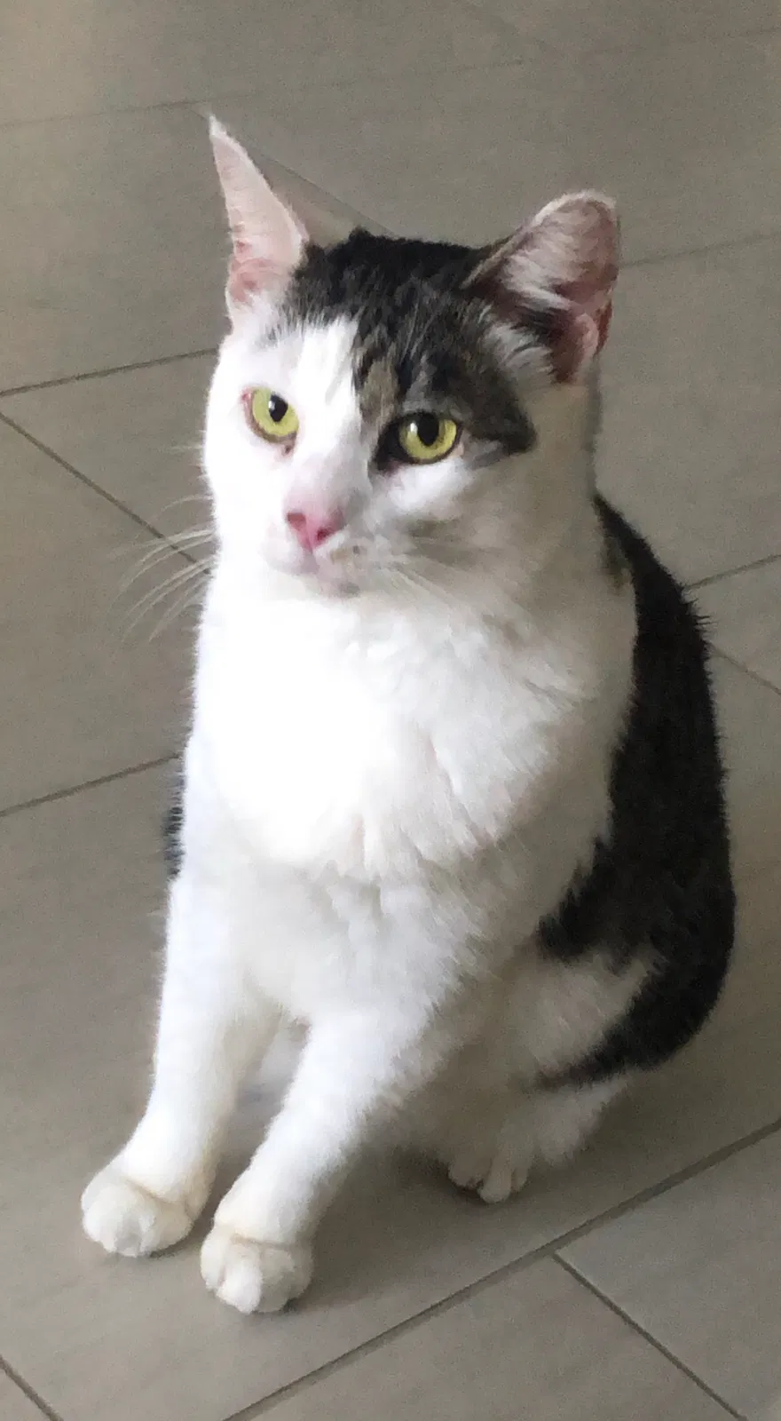 Lost cat in Miami, FL, 33193