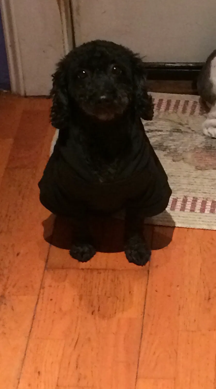 Lost dog in Roosevelt, NY, 11575