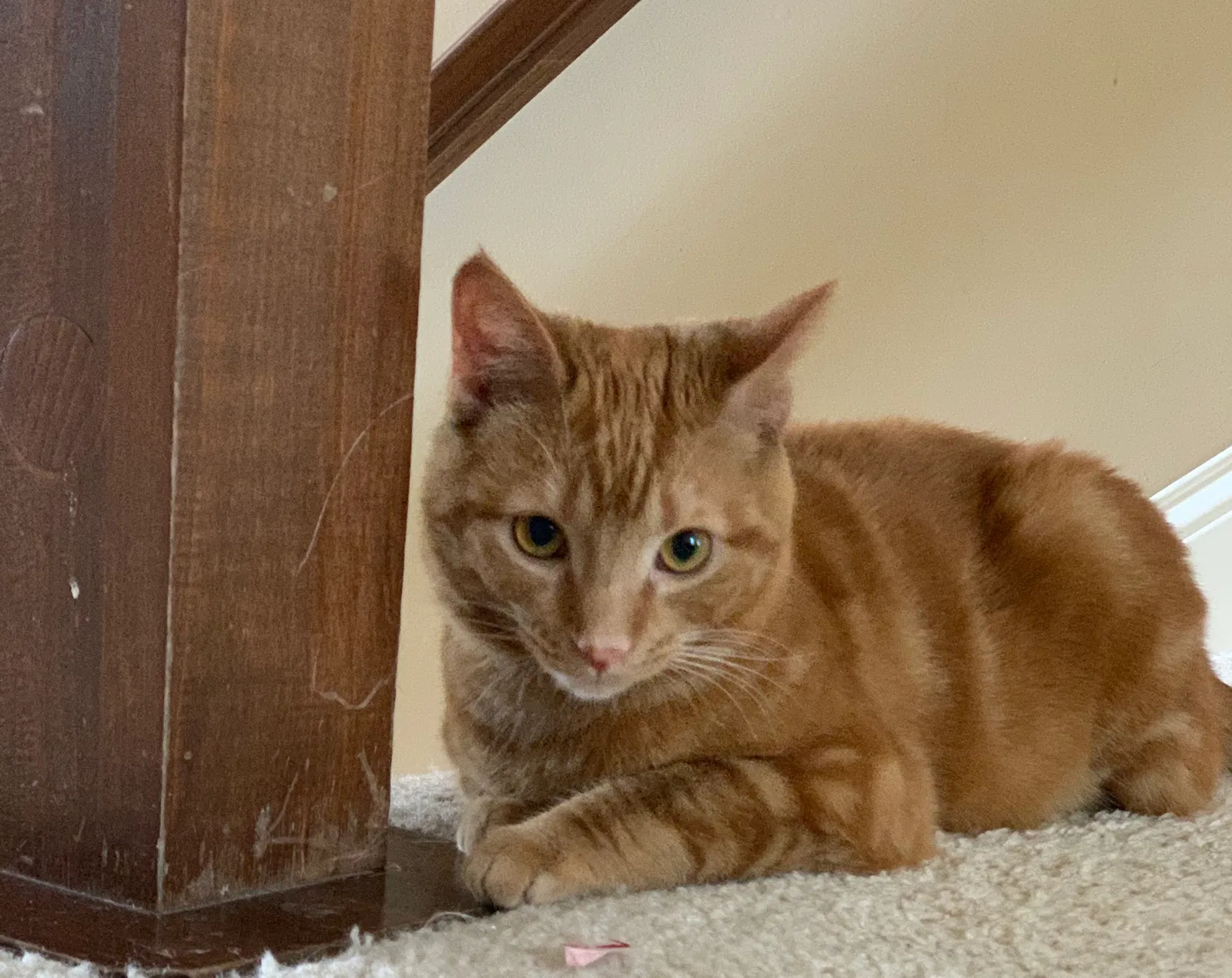 Lost cat in New Albany, OH, 43054