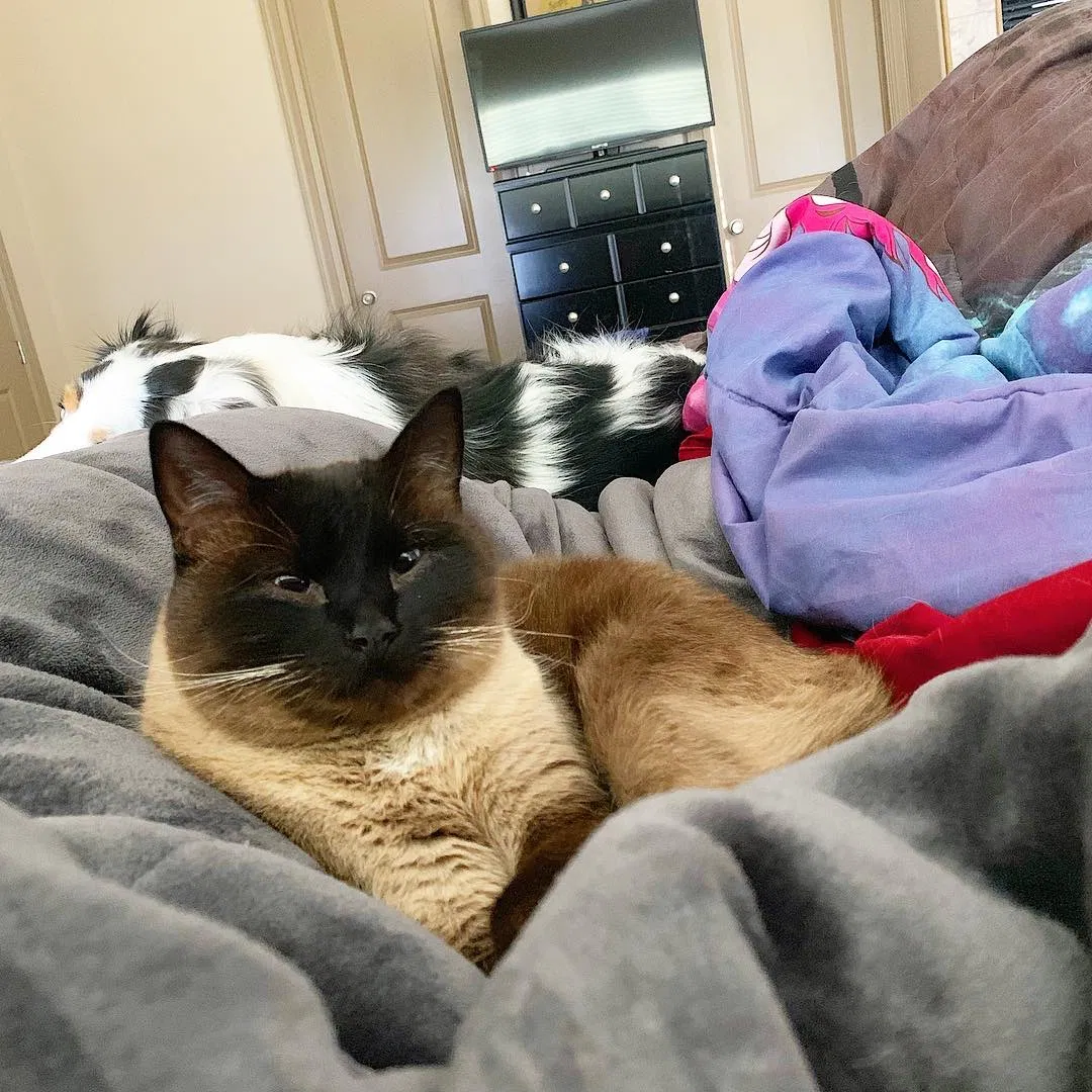 Lost cat in Syracuse, UT, 84075