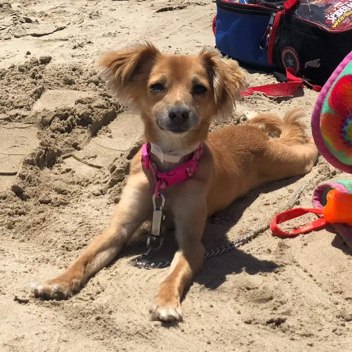 Lost dog in Fresno, CA, 93706