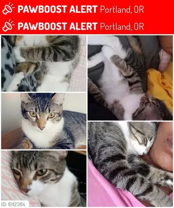 Lost cat in Portland, OR, 97212