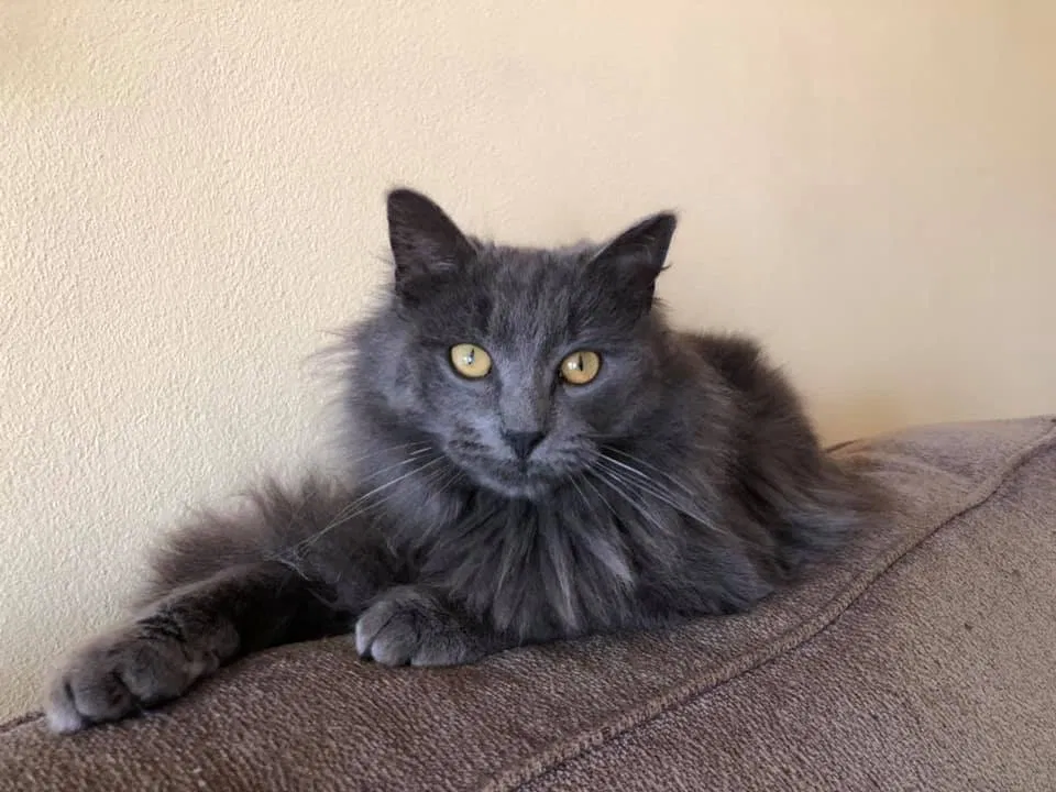 Lost cat in Dayton, OH, 45432