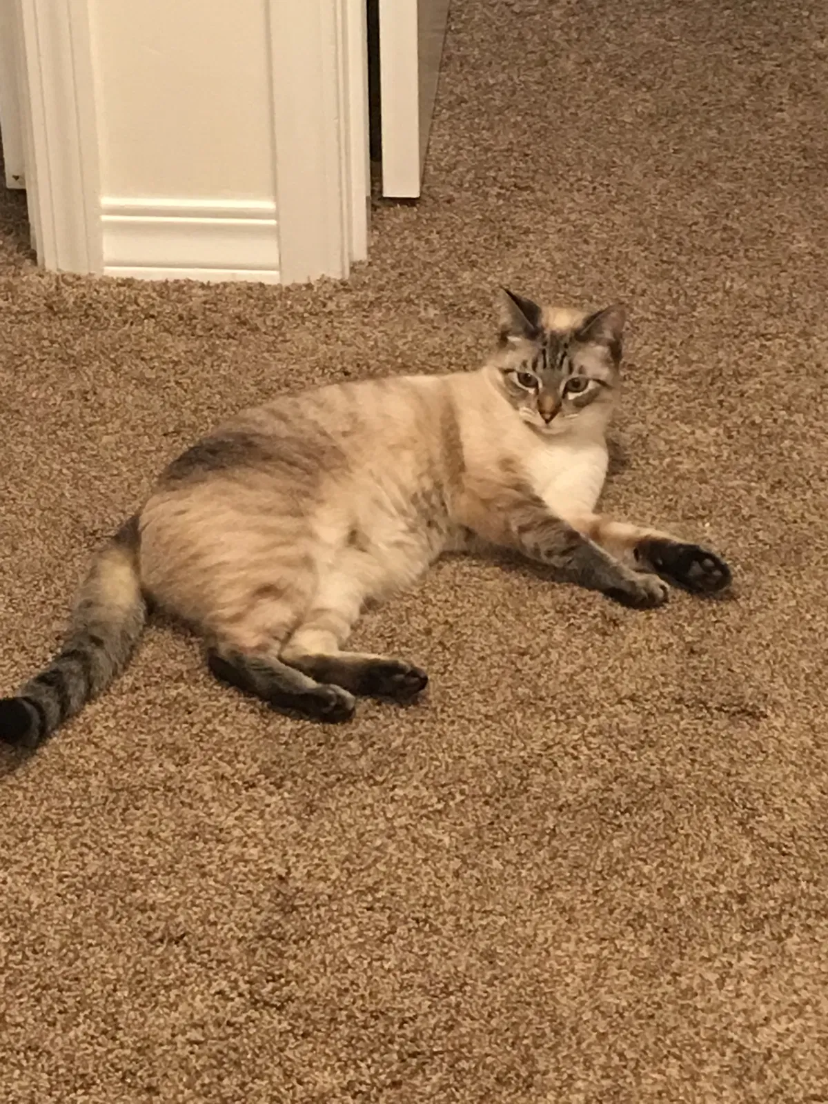 Lost cat in San Diego, CA, 92109
