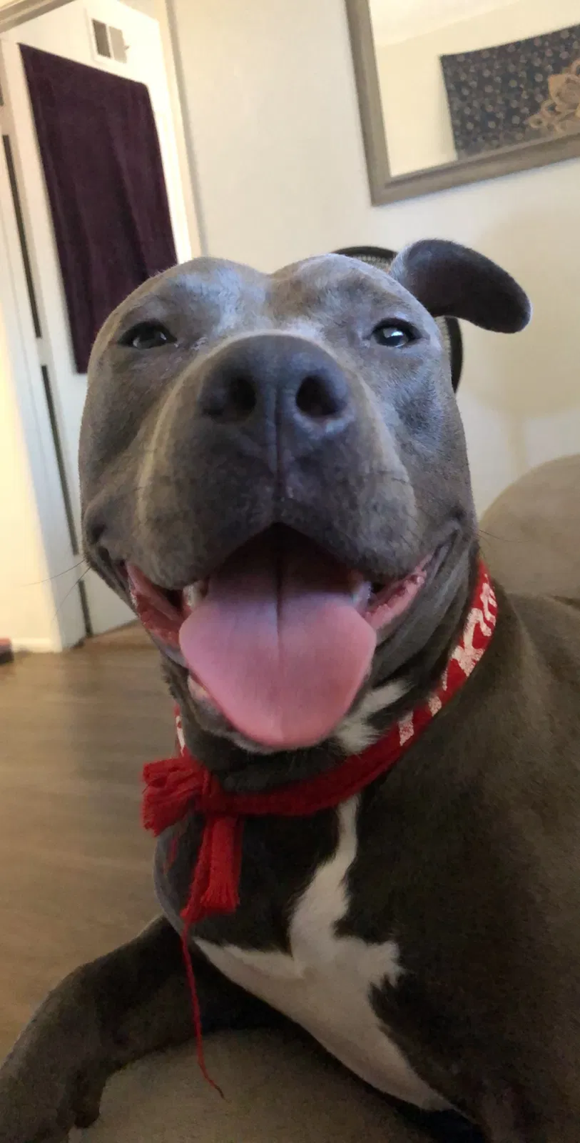 Lost dog in Tucson, AZ, 85705