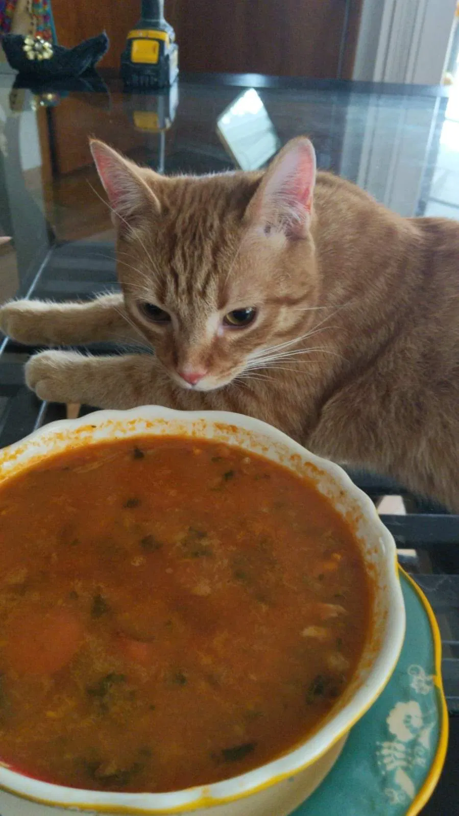 Lost cat in Columbus, OH, 43204