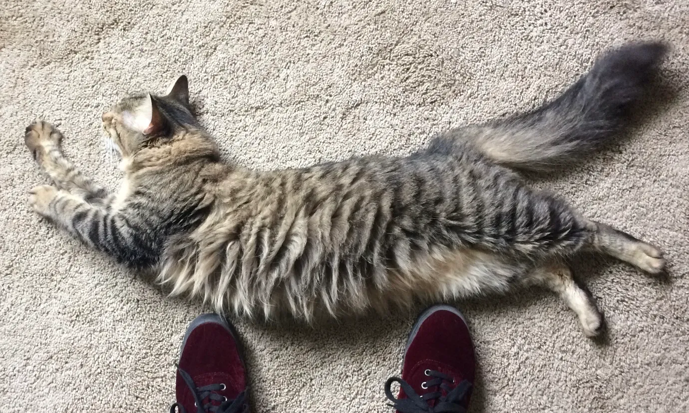 Lost cat in Portland, OR, 97219