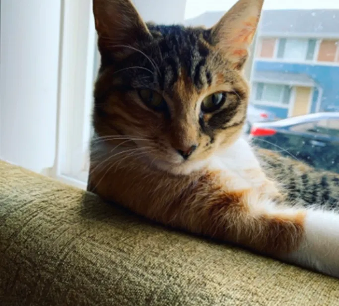 Lost cat in Everett, WA, 98201