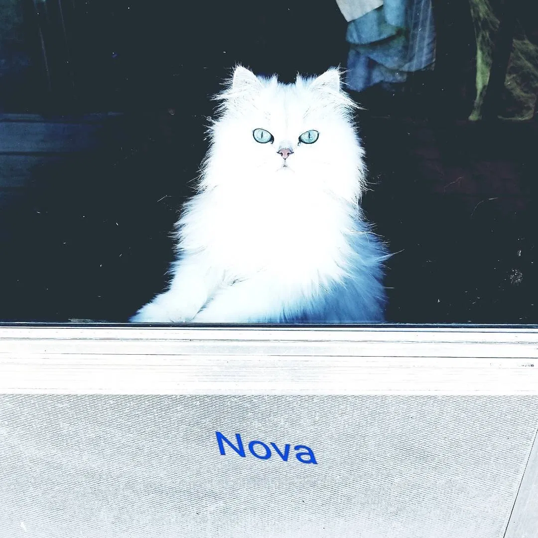 Lost cat in Topeka, KS, 66605