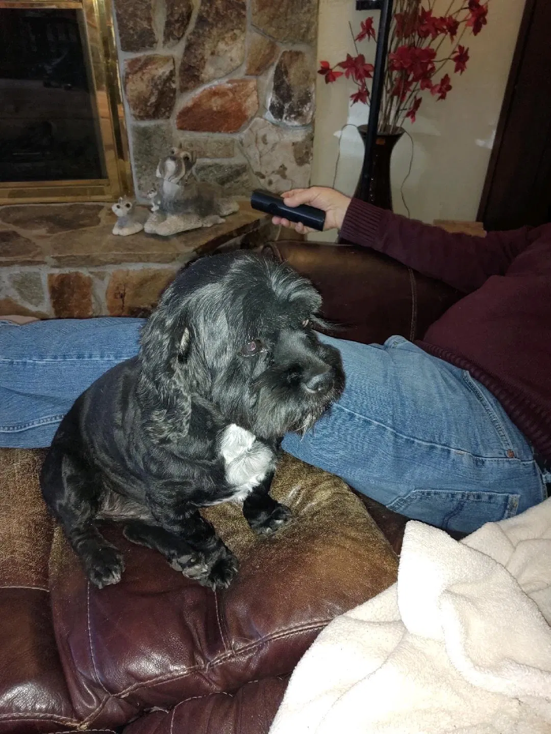 Lost dog in Layton, UT, 84040