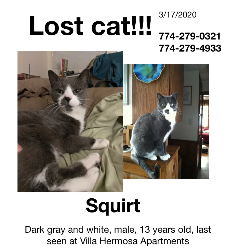 Lost cat in Albuquerque, NM, 87120
