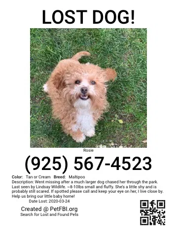 Lost dog in Lafayette, CA, 94549
