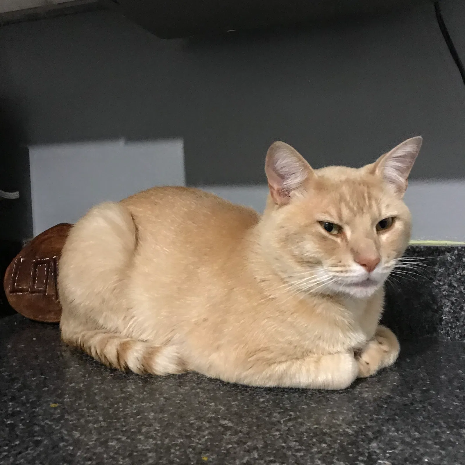 Lost cat in Lake Stevens, WA, 98258
