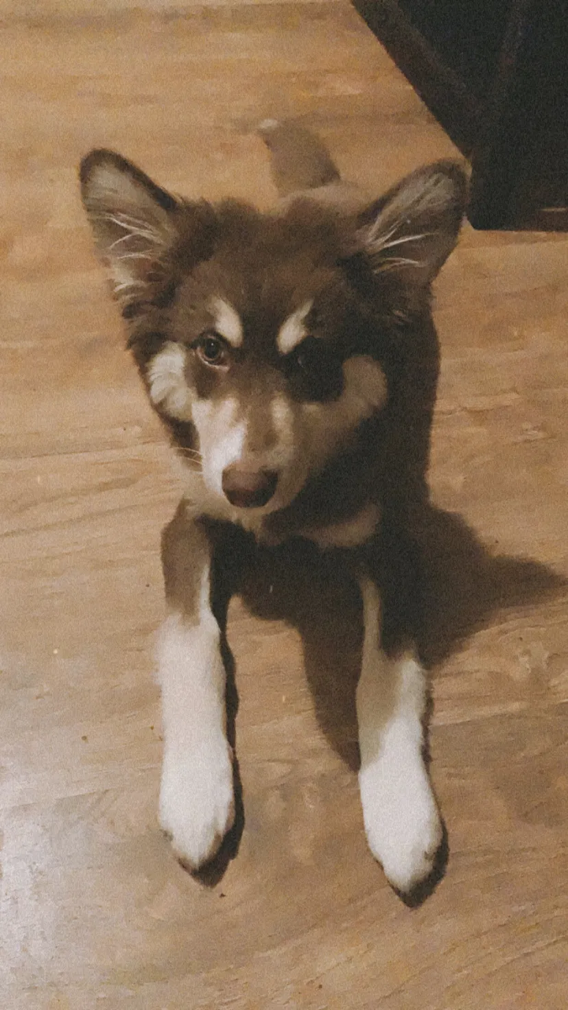 Lost dog in Montgomery, AL, 36110