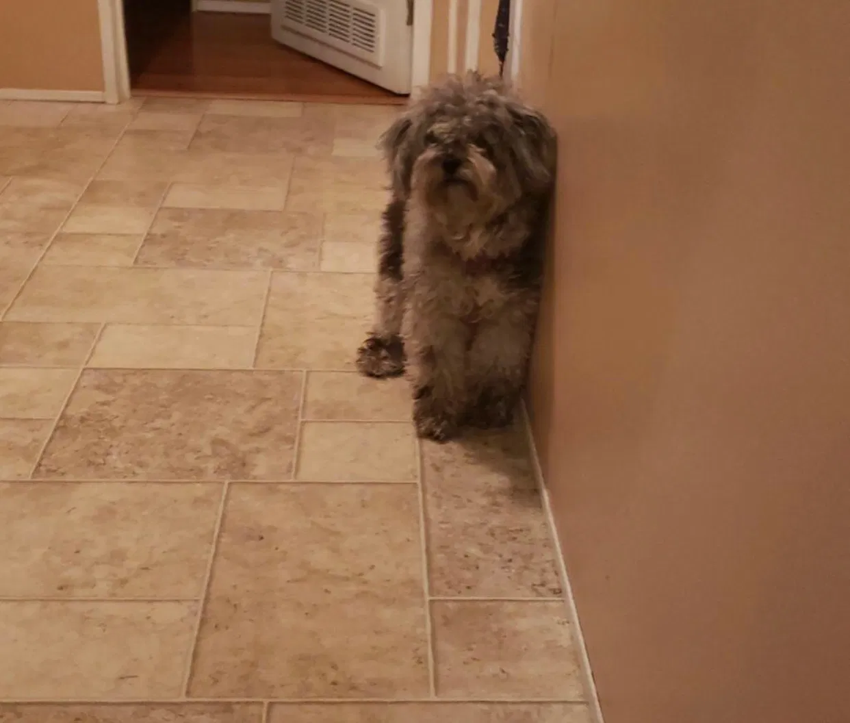 Lost dog in Land O Lakes, FL, 34638