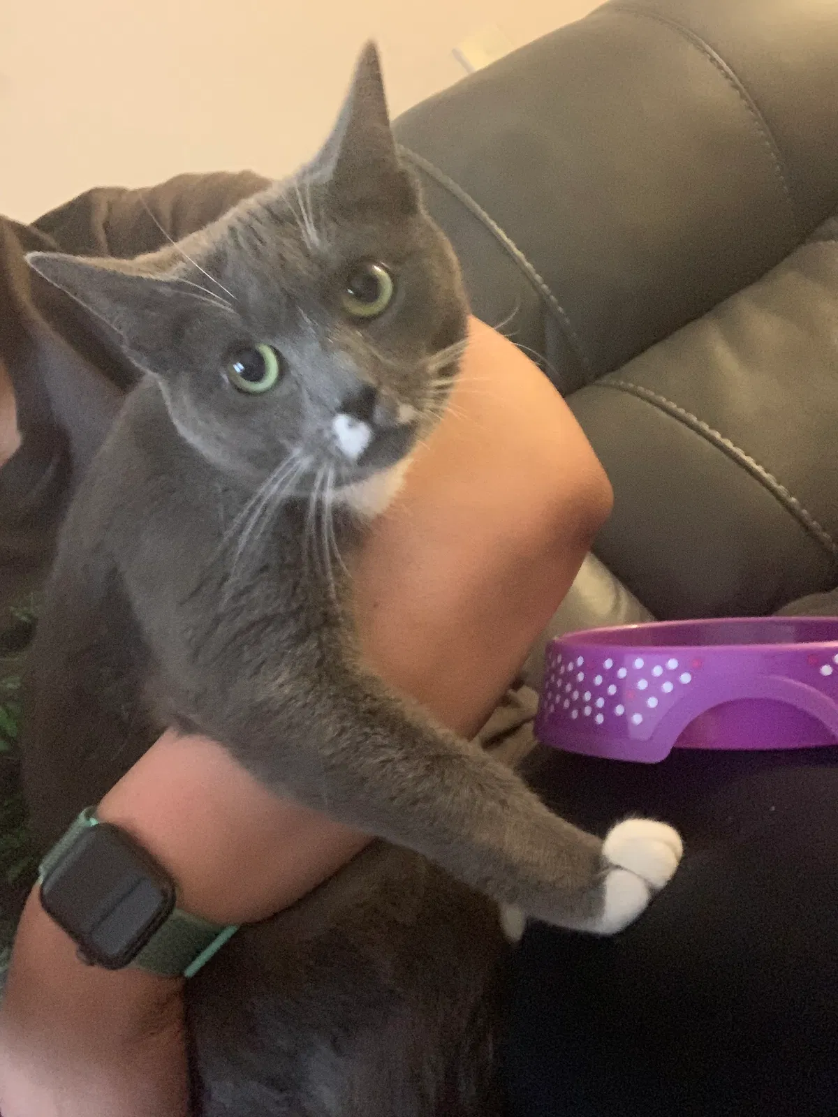 Lost cat in Norcross, GA, 30093