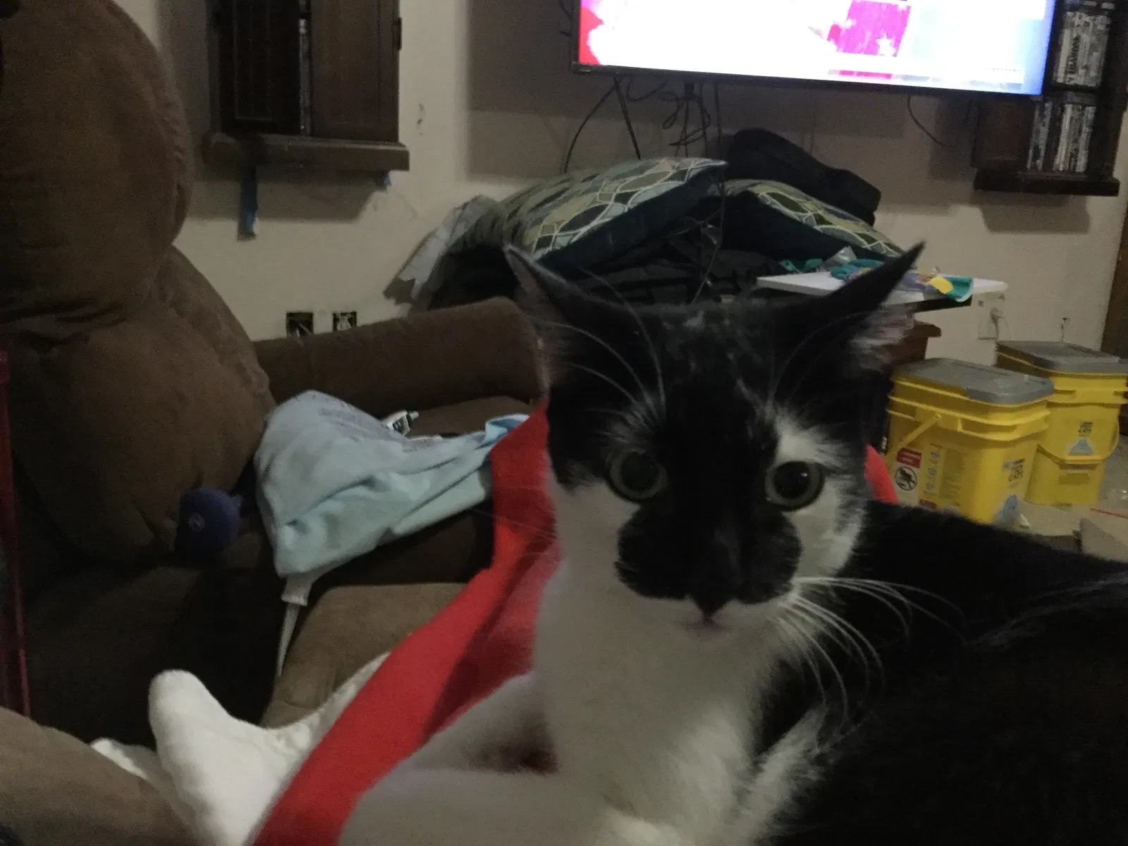 Lost cat in Pensacola, FL, 32506