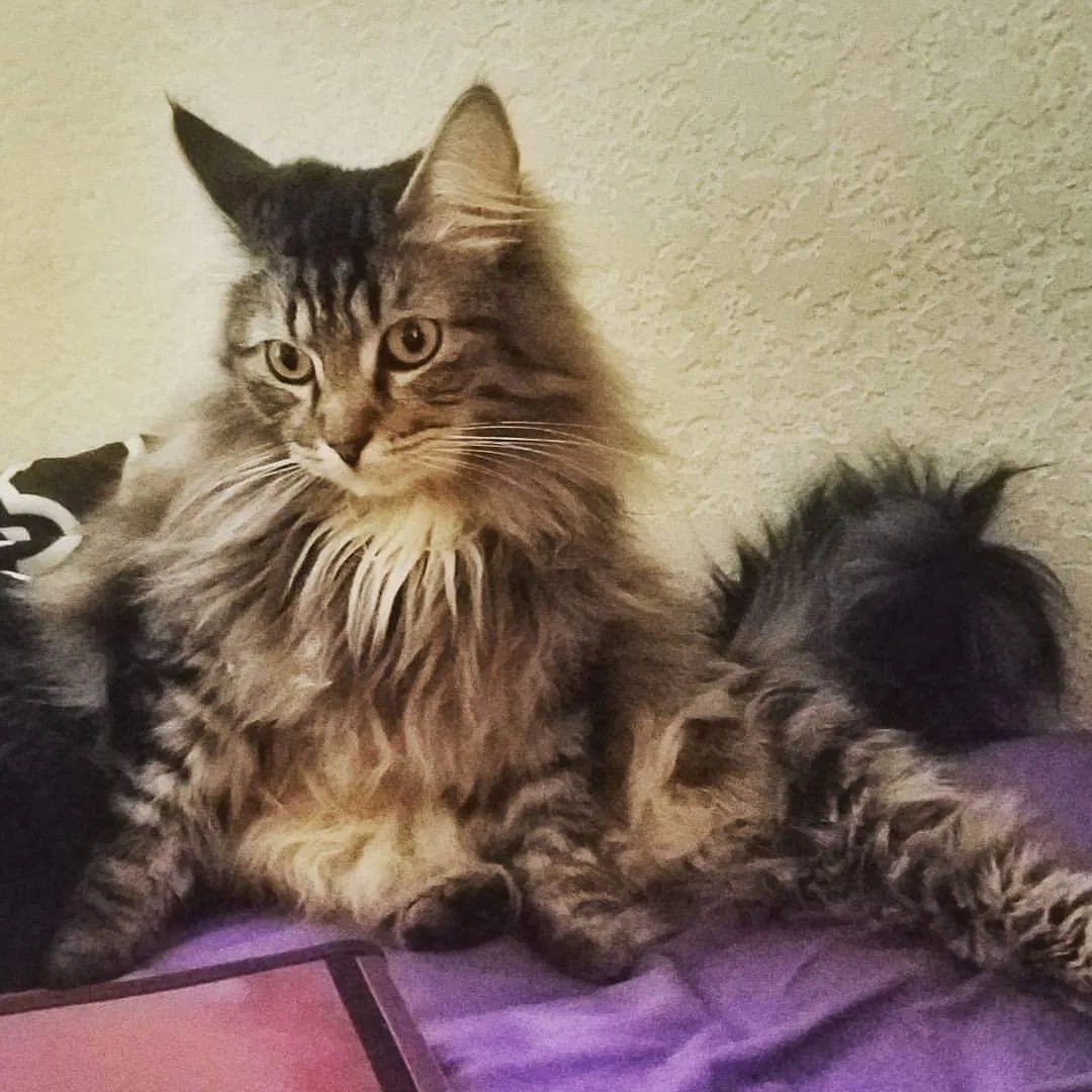 Lost cat in Anaheim, CA, 92808