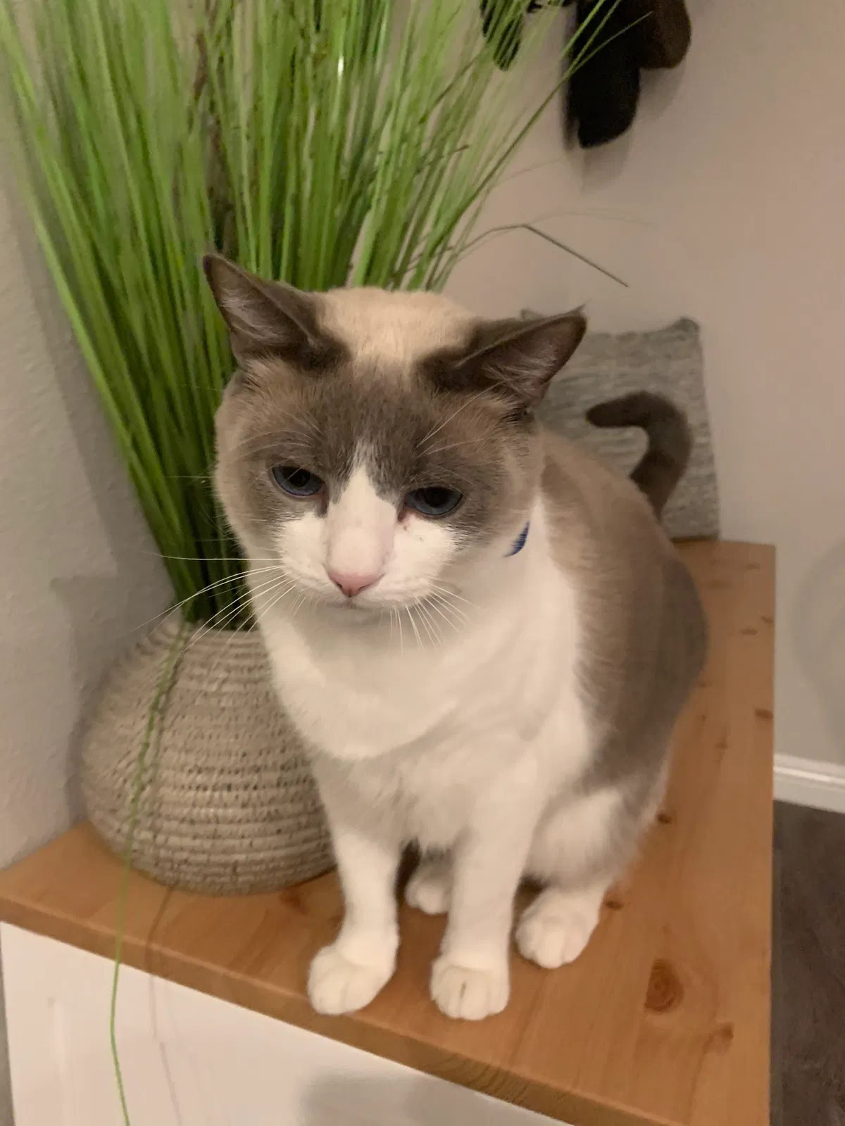 Lost cat in Diamond Bar, CA, 91765