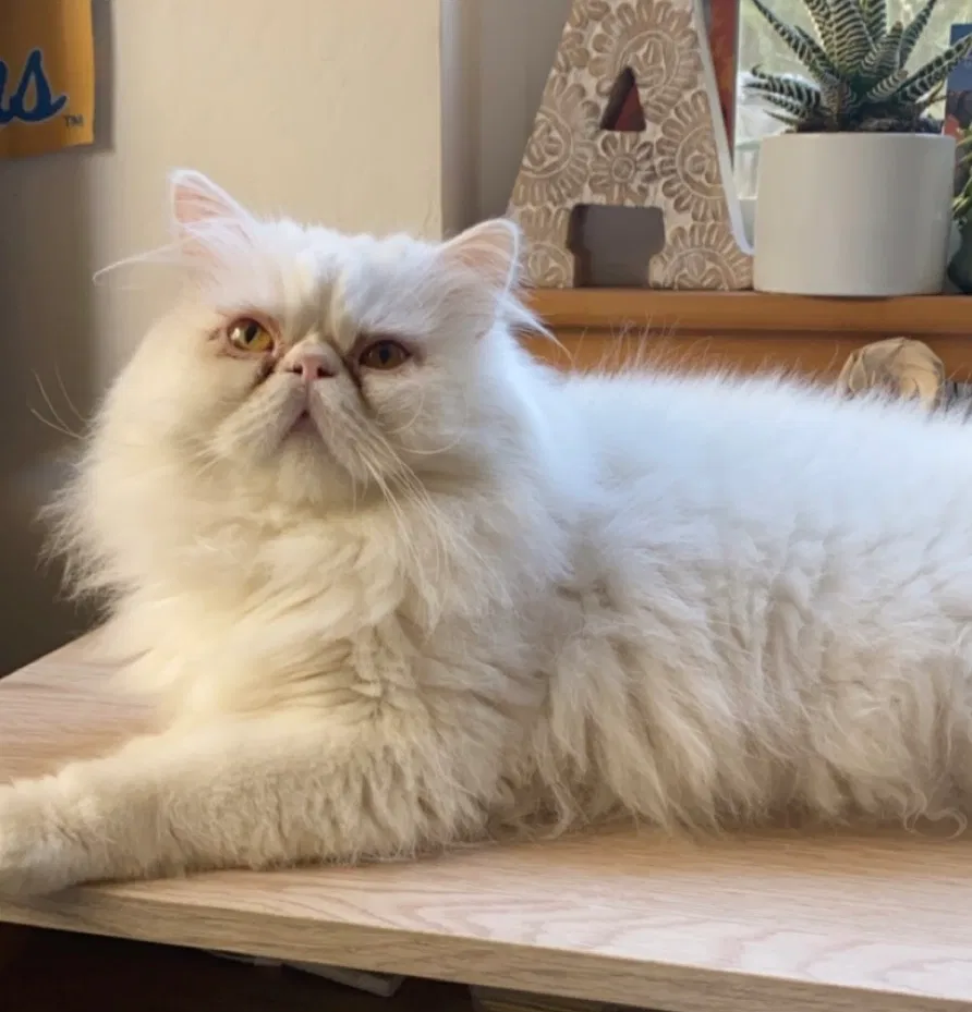 Lost cat in Stockton, CA, 95207