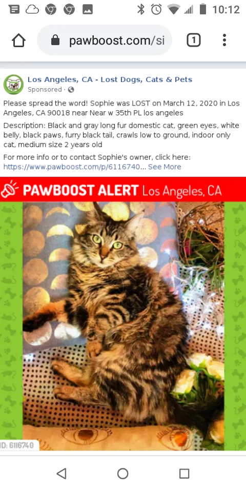 Lost cat in Los Angeles, CA, 90018