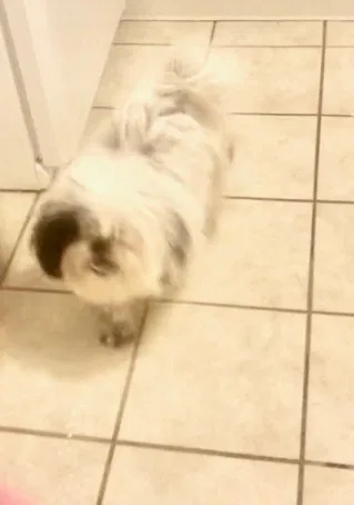 Lost dog in South Bend, IN, 46628