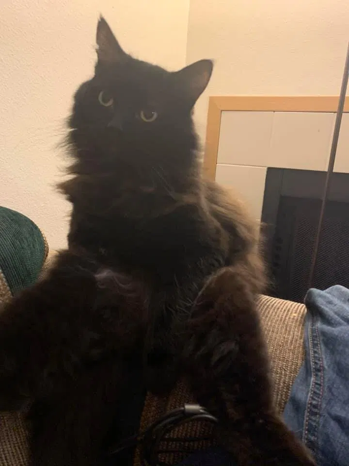 Lost cat in Vancouver, WA, 98664