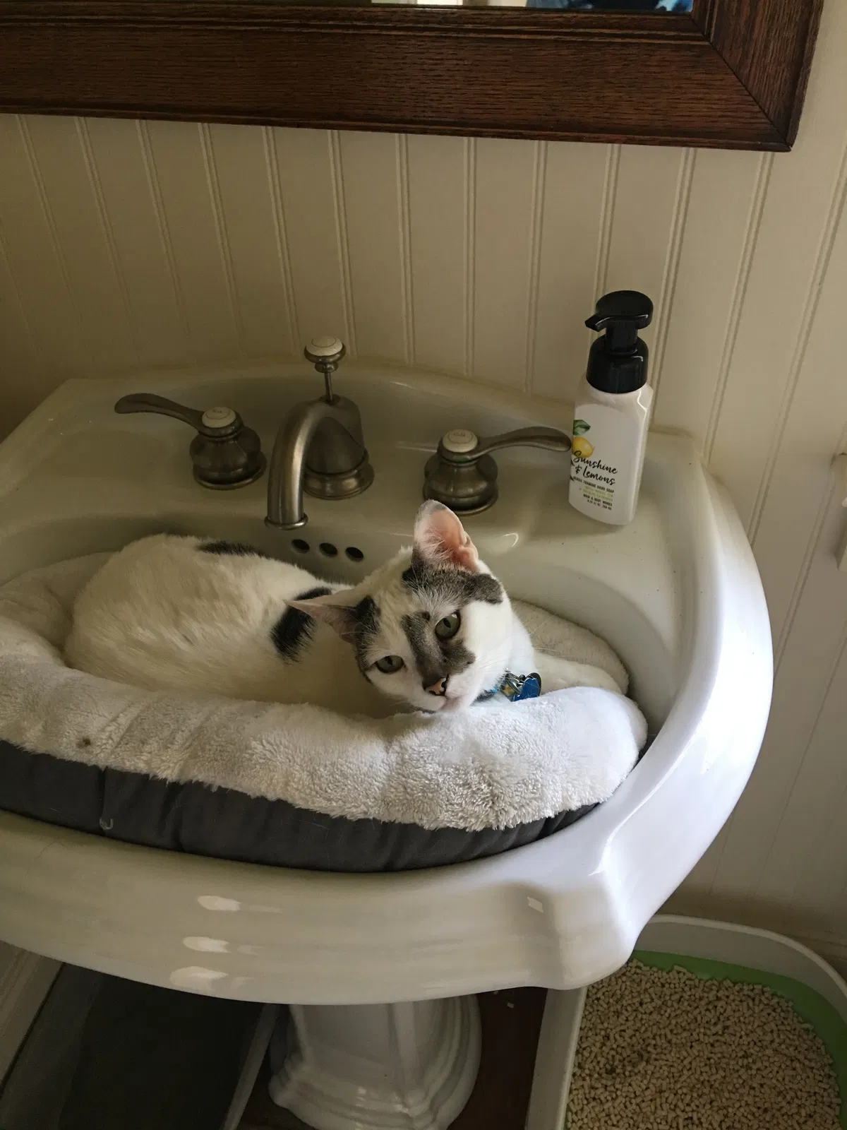Lost cat in Mohnton, PA, 19540
