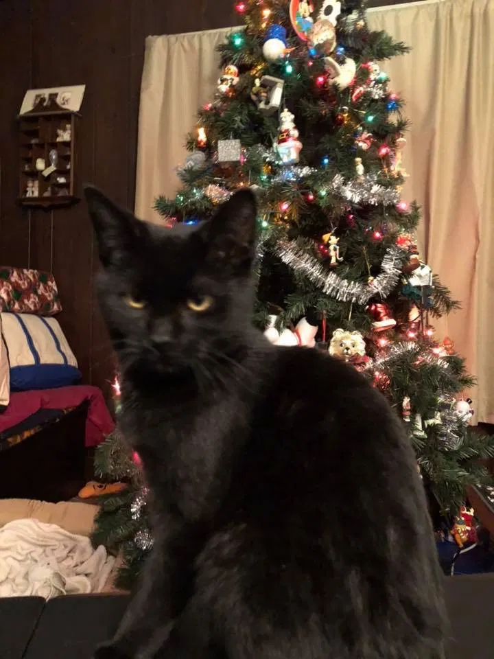 Lost cat in Westbrook, CT, 6498