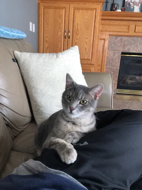 Lost cat in Lakeville, MN, 55044