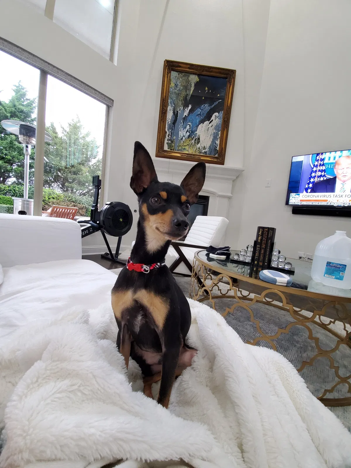 Lost dog in The Colony, TX, 75056