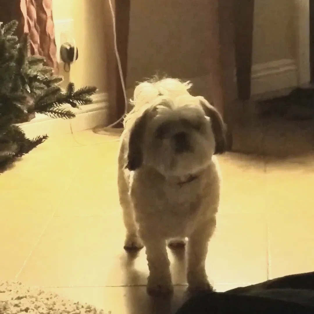 Lost dog in Anaheim, CA, 92802