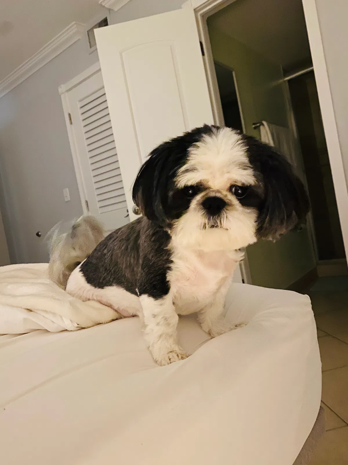 Lost dog in Hialeah, FL, 33012
