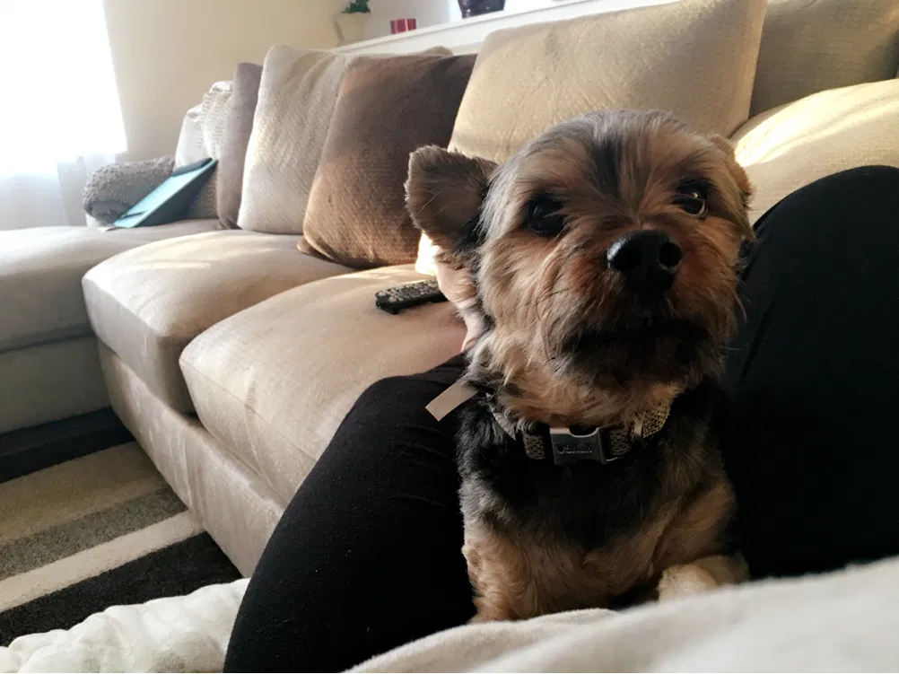 Lost dog in Charlotte, NC, 28215