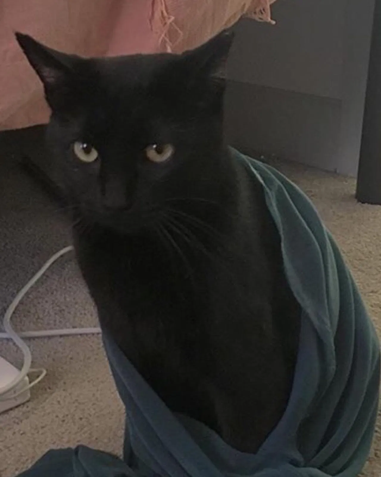 Lost cat in Cincinnati, OH, 45219