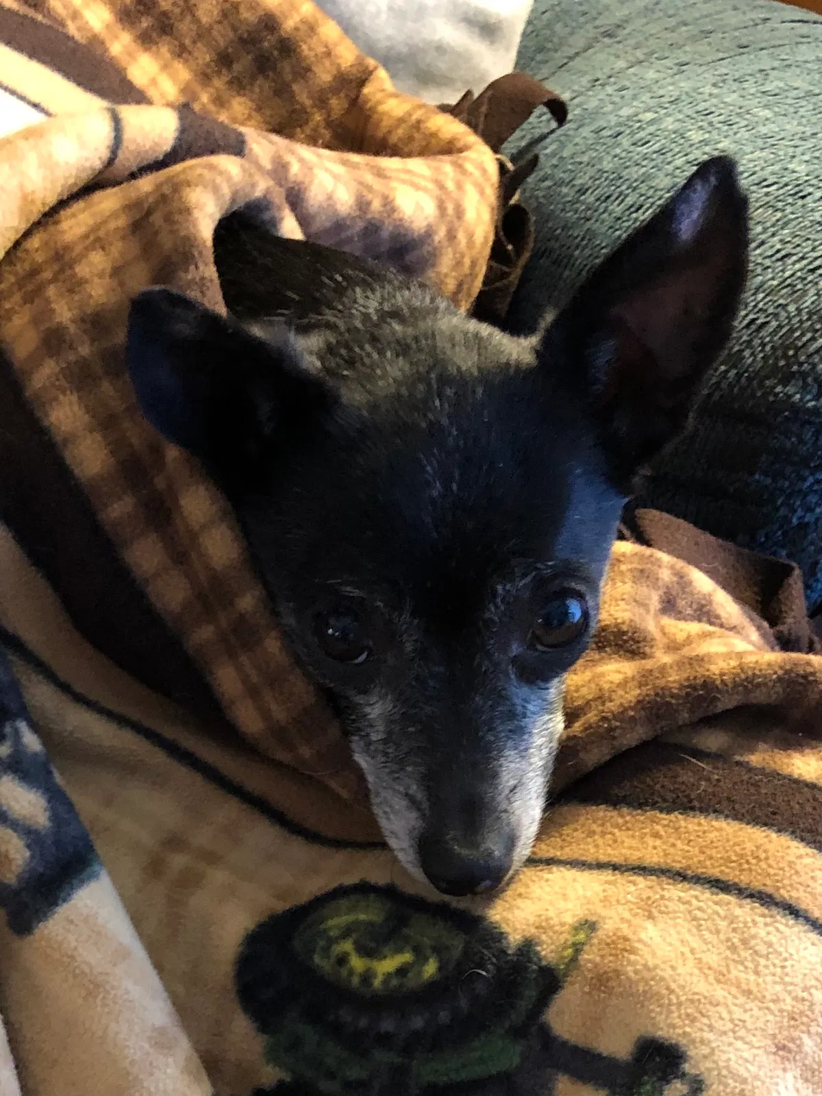 Lost dog in Broken Arrow, OK, 74014