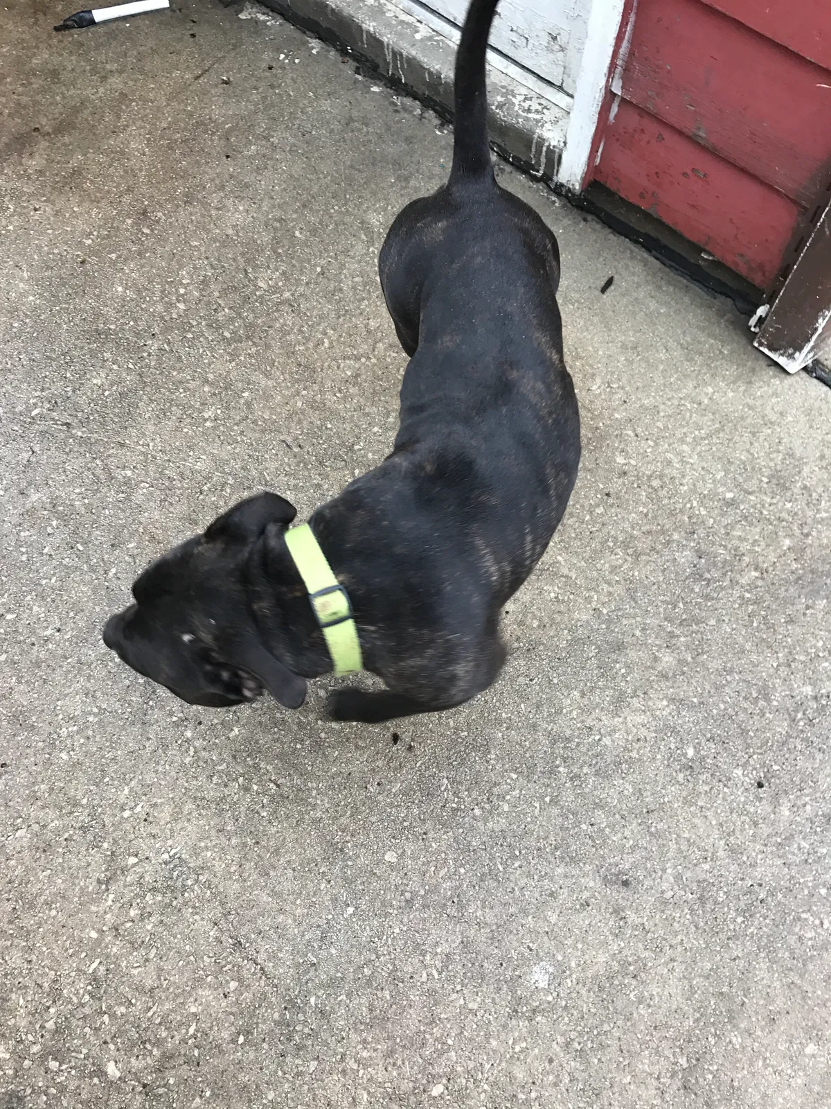 Lost dog in Chicago, IL, 60632