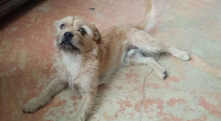 Lost dog in San Antonio, TX, 78247